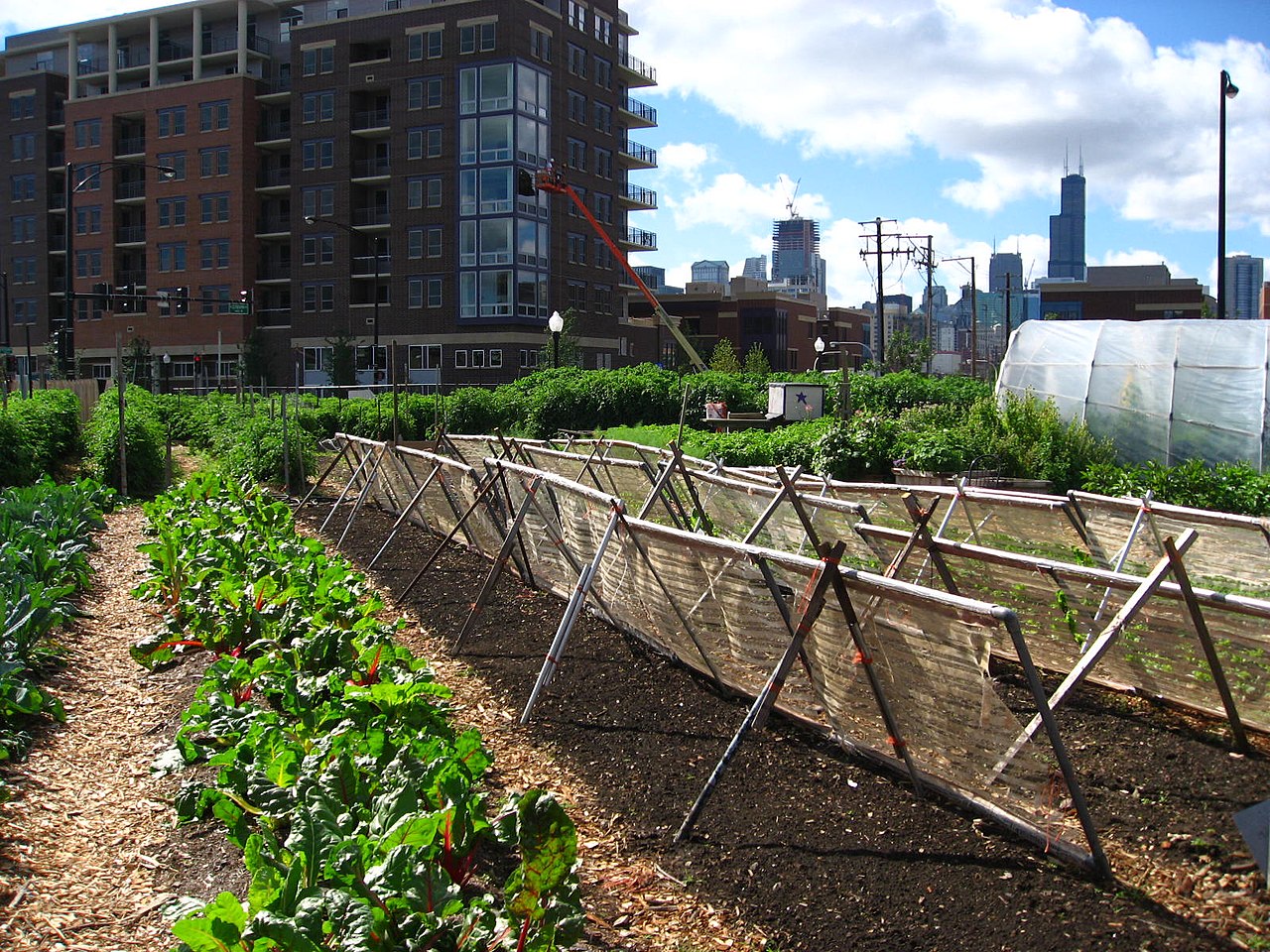 Urban agriculture refers to various practices of cultivating, processing, and distributing food in urban areas.