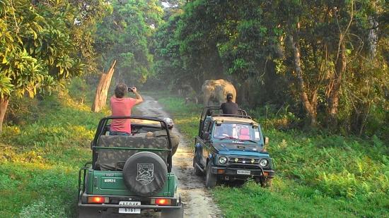 A safari jeep surrounded by rhinos and deer in Kaziranga National Park, highlighting its tourist appeal.