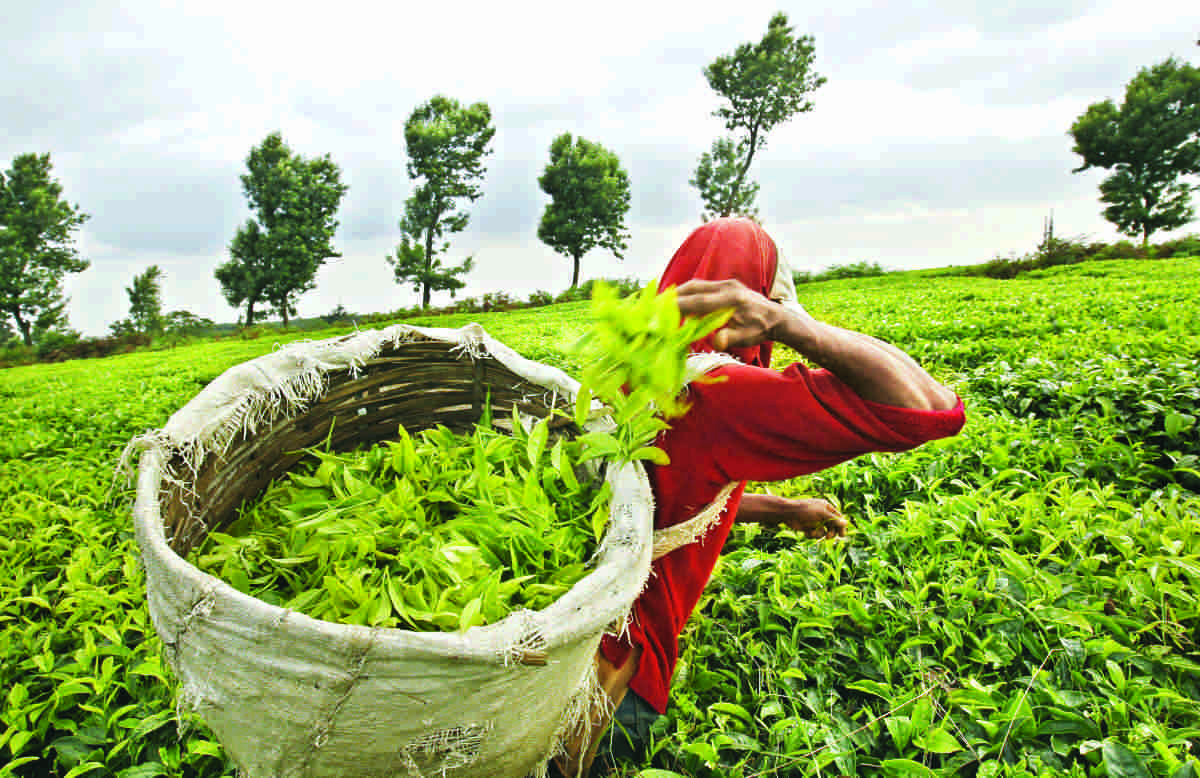 Assam & West Bengal Tea growers demand MSP of green tea leaves