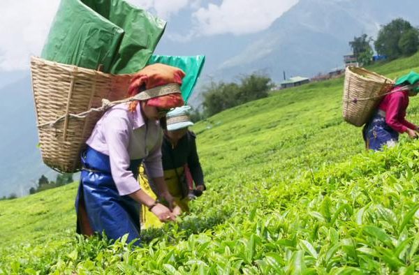 Agriculture Gets A Boost In Sikkim; Soreng-Chakung Farmers Gets ...