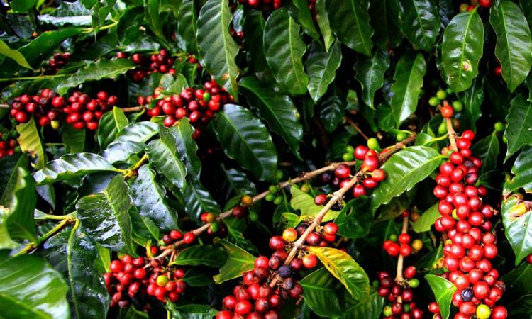 Coffee and other Agri activities of Nagaland in continuous progress rate