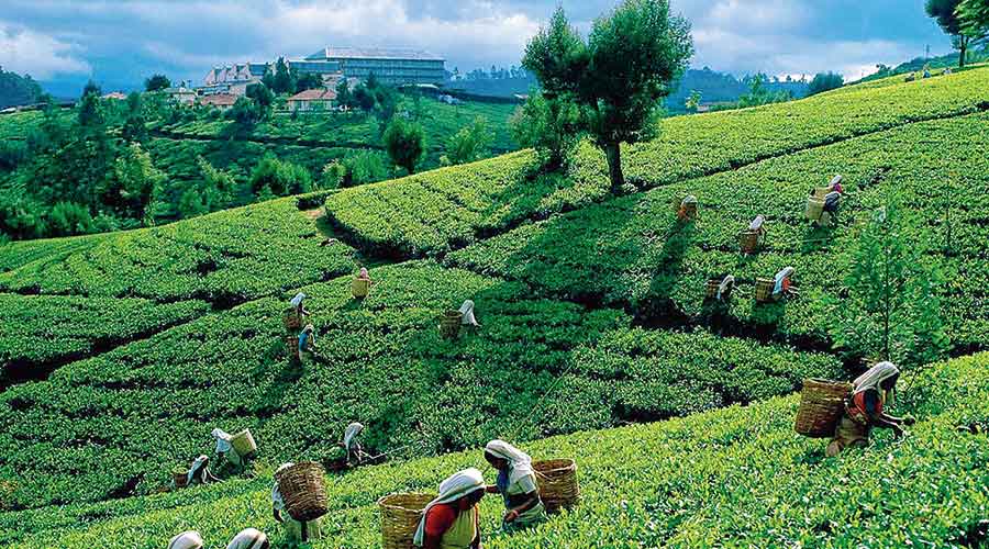 Assam Tea Registers Stronger Demand 4842