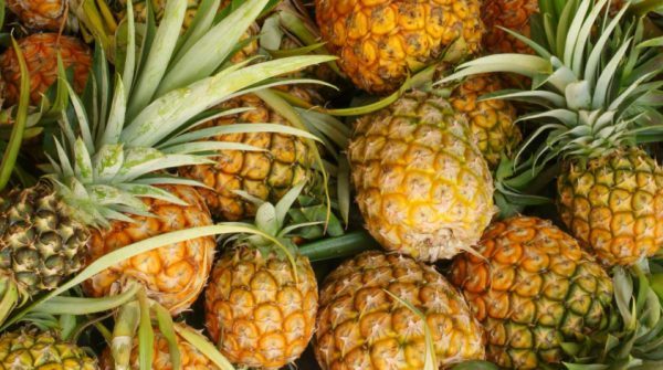 Tripura emerging as Pineapple export hub of India - Business Northeast
